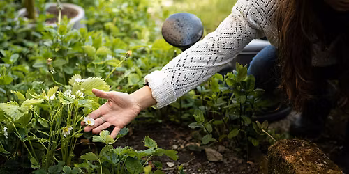 Root & Rise - A guided foraging experience in Parkland Walk