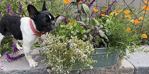 Roadogs Rescue and Pet Power Garden Party