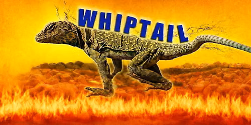 ::LIVE MUSIC:: Whiptail