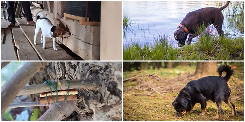 PLNO - Jarn\u00ed noseworkov\u00fd v\u00edkend II