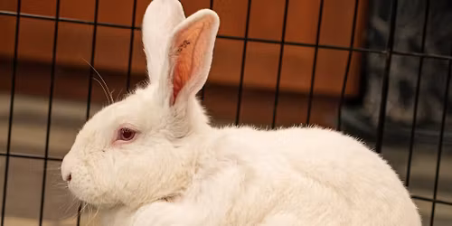 Nature Explorers - Rabbits