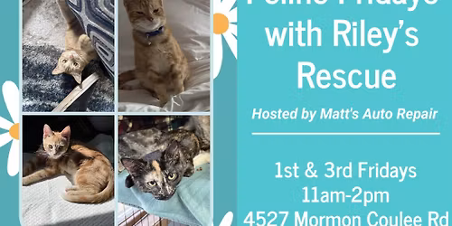 1st and 3rd Feline Fridays adoption event