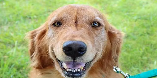 Adopt A Golden Retriever - Golden Retriever Rescue Resource Meet & Greet