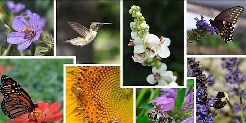 Planting for Pollinators