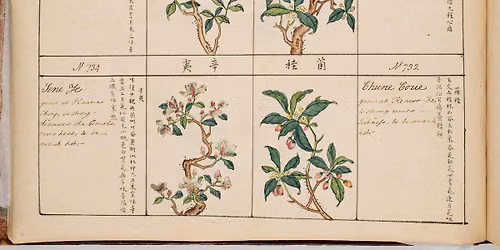 Museum Late: Tasting 18th century Chinese botanical art