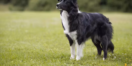 C og A Runderingsstevne