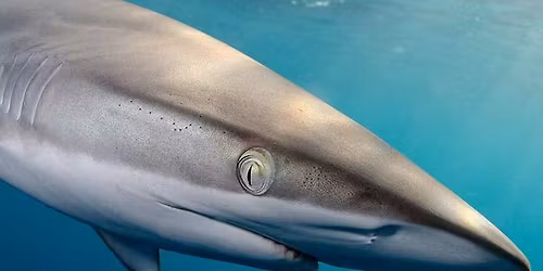 National Geographic Live: The Untold Story of Sharks