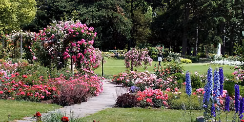 Im Reich der K\u00f6nigin \u2013 F\u00fchrung durch das Deutsche Rosarium \u2013 am ROSENFEST!