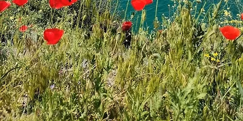 \u041f\u0440\u0430\u0437\u043d\u0438\u0447\u043d\u0430 \u0440\u0430\u0437\u0445\u043e\u0434\u043a\u0430 \u043f\u043e \u0421\u0435\u0432\u0435\u0440\u043d\u043e\u0442\u043e \u0447\u0435\u0440\u043d\u043e\u043c\u043e\u0440\u0438\u0435