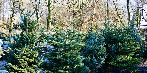 Christmas Tree sales 