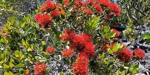 Field trip: R\u0101t\u0101-viewing walk (morning)