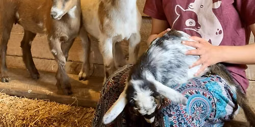 Goat snuggles