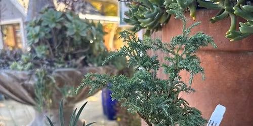 Bonsai for Beginners Workshop