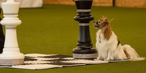 Dogdance Technik und Choreografie mit \u0160\u00e1rka Krutova Scagliarini und Vanda Gregorov\u00e1