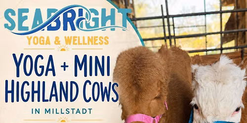 Highland Cows and Yoga Millstadt