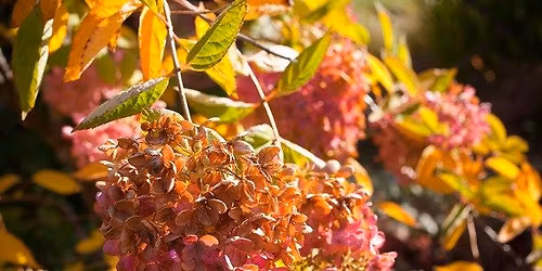 Natural Fragrance Collecting and Distilling Workshop with Emily Endo