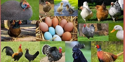 Snider's Poultry & Small Livestock Swaps June 6th!