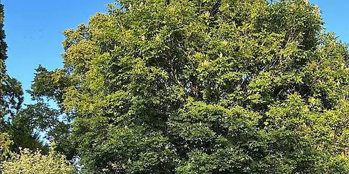 FREE COMMUNITY SUMMER SOLSTICE YOGA IN LISTON COURT GARDENS, MARLOW
