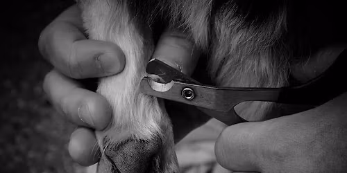 Thomas' Tails $5 Nail Trim Event