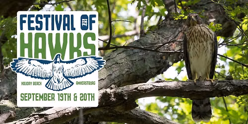 Festival of Hawks 