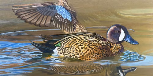 Ducks of Dublin! Paint your native waterfowl