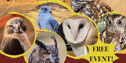 World Falconry Day Celebration 2025