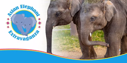 Asian Elephant Extravaganza