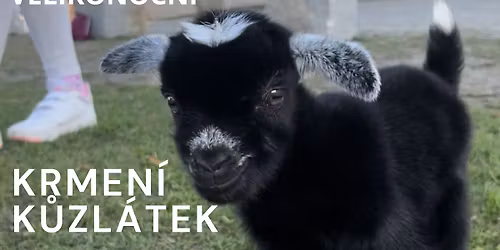 P\u0159ij\u010fte s n\u00e1mi oslavit jaro a pot\u011b\u0161it se s zachr\u00e1n\u011bn\u00fdmi k\u016fzlaty a jeh\u0148\u00e1tky!