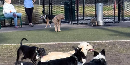 Saturday Morning Pooches Happy Hour