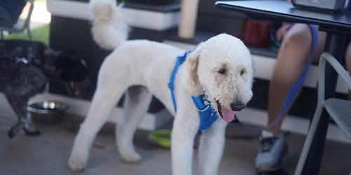 Furever Pet Social | Hickory Crawdad's Dog Night
