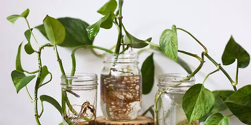 Master Gardener Presents: House Plants