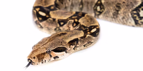 Wild About Animals LARGE GROUP Show - San Clemente Library