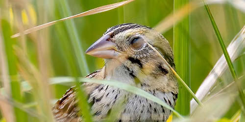 Bird Walk at Talon Winery