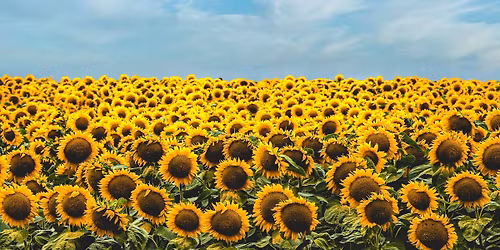 6th Annual Jubilee Renaissance Faire