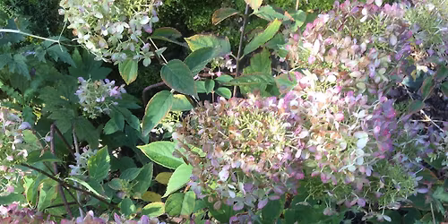 Hardy Plant Society Derbyshire Group November Meeting