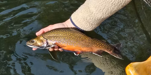 Stories from Fly Fishing Minnesota