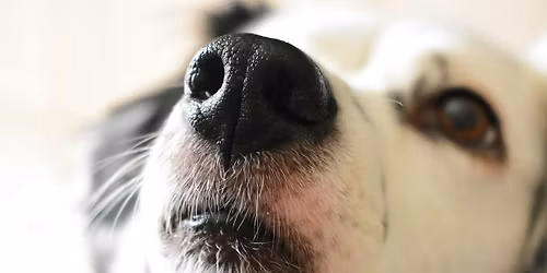 Scent & Sense \u2013 rozwijanie ps\u00f3w przez w\u0119ch - warsztaty doskonal\u0105ce z Fide Canem