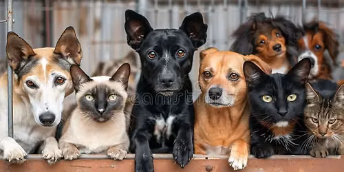 2nd Annual Animal Benefit and Silent Auction