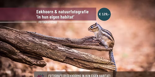 Fotografiedag eekhoorns 'natural habitat'