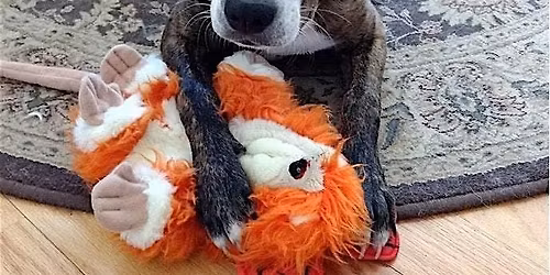 The 3rd annual Stitching & Stuffies Project