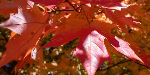 Leaf Animals