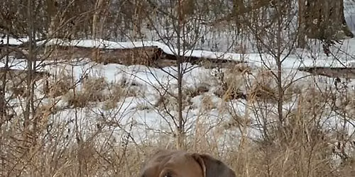 Mastiff meet up