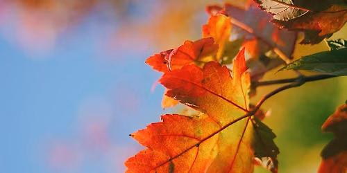 Tree Collection Walk: Maples