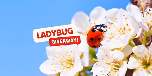 10th Annual Ladybug Giveaway