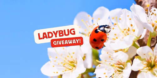 10th Annual Ladybug Giveaway