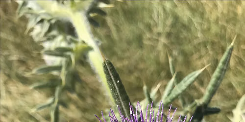Pollinator Walks