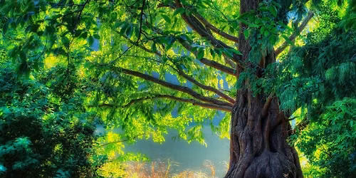 Join Us To Learn To Use Roots and Trees to Heal You
