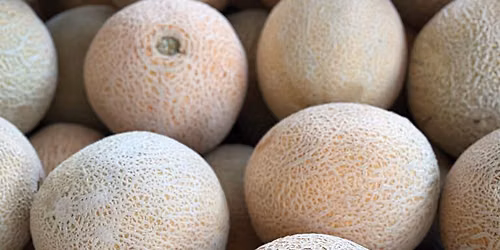 Farmers Market @ The Shed - Melon Weekend
