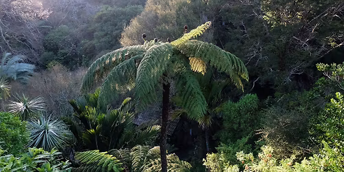 New Zealand\u2019s Unusual Plants and Their History - Guided Walk