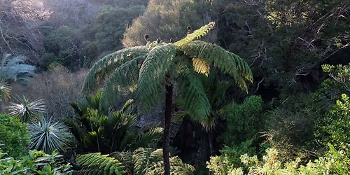 New Zealand\u2019s Unusual Plants and Their History - Guided Walk
